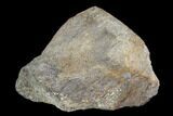 Fossil Hadrosaur Radius Section - Aguja Formation, Texas #116601-1